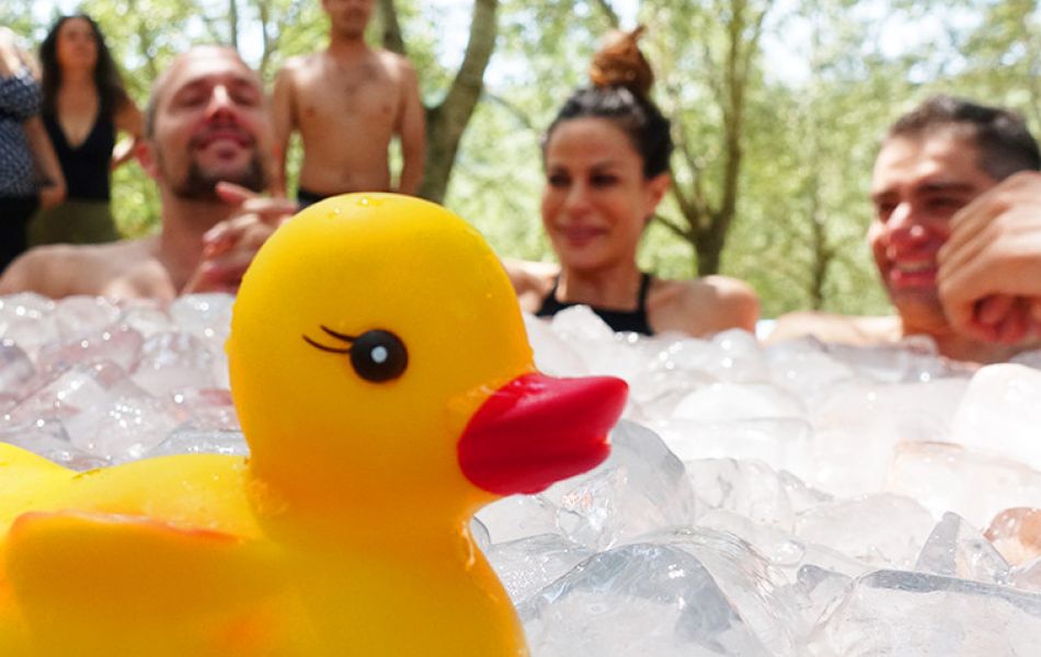 ice-duck