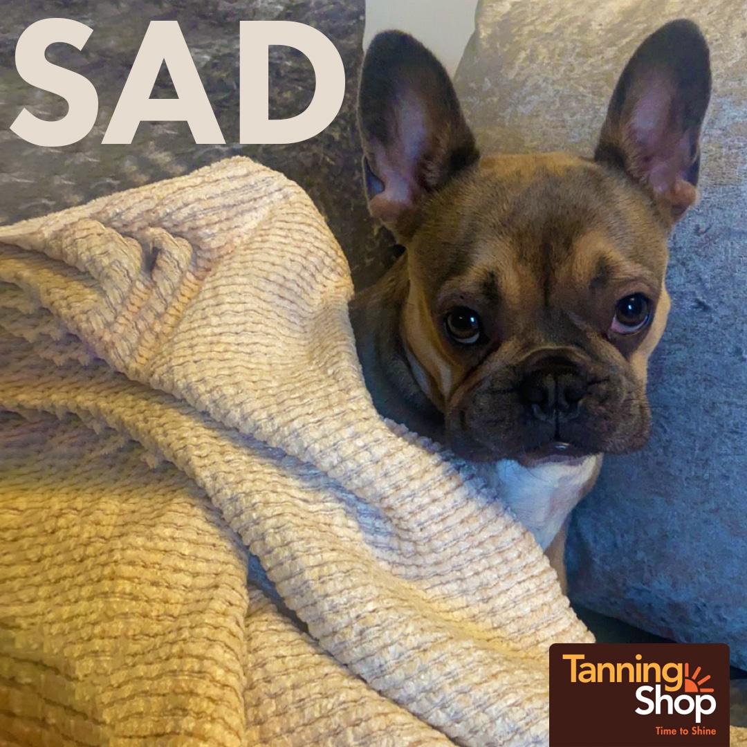 Sad French Bulldog Winnie for Seasonal Affective Disorder SAD awareness post by The Tanning Shop UK